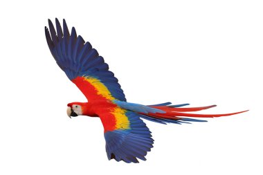 Renkli uçan Kırmızı Macaw papağanı kırpma yolu ile beyaz arkaplanda izole edildi.
