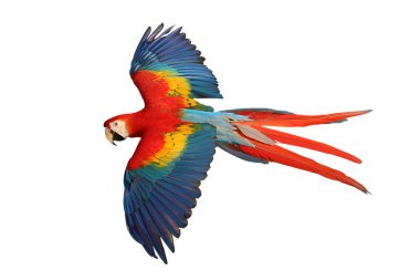 Renkli uçan Kırmızı Macaw papağanı kırpma yolu ile beyaz arkaplanda izole edildi.