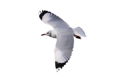 Güzel martı kırpma yolu ile beyaz zemin üzerinde yalıtılmış uçuyor.