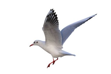 Siyah başlı martı beyaz arka planda kırpma yolu ile izole uçuyor.