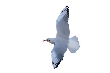 Siyah başlı martı beyaz arka planda kırpma yolu ile izole uçuyor.