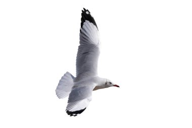 Güzel martı kırpma yolu ile beyaz zemin üzerinde yalıtılmış uçuyor.