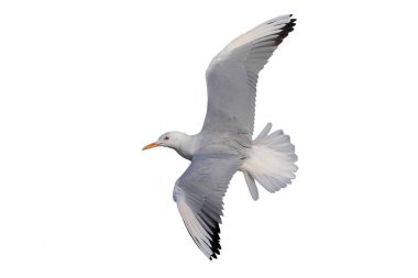 İnce gagalı martı uçuşu beyaz arkaplanda kırpma yolu ile izole edildi.