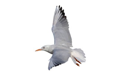 İnce gagalı martı uçuşu beyaz arkaplanda kırpma yolu ile izole edildi.