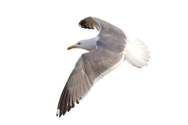 Heuglin 'in Martı uçuşu kırpma yolu ile beyaz zemin üzerinde izole.