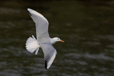 İnce gagalı martı gün batımında denizin üzerinde uçuyor..