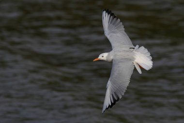 İnce gagalı martı gün batımında denizin üzerinde uçuyor..