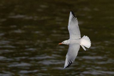 İnce gagalı martı gün batımında denizin üzerinde uçuyor..
