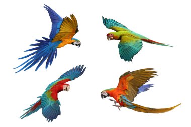 Beyaz arka planda izole edilmiş dört papağan kolajı.