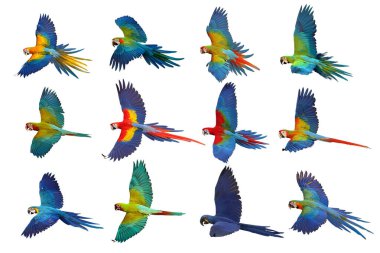 Collage of twelve macaw parrots isolated on white background.