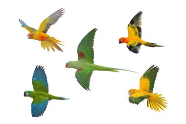 Beyaz arka planda izole edilmiş beş papağan kolajı.