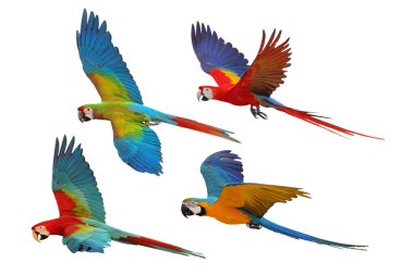 Beyaz arka planda izole edilmiş dört papağan kolajı.