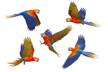 Beyaz arka planda beş papağan kolajı.