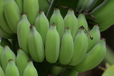 Muz ağacının üzerinde hasat için hazır muzların yakın çekimi..