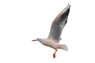 İnce gagalı martı uçuşu beyaz arkaplanda kırpma yolu ile izole edildi.