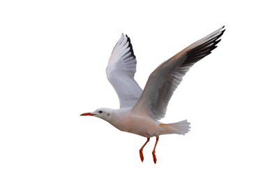 İnce gagalı martı uçuşu beyaz arkaplanda kırpma yolu ile izole edildi.