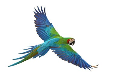 Renkli uçan Palyaço Macaw papağanı kırpma yolu ile beyaz arkaplanda izole edildi.