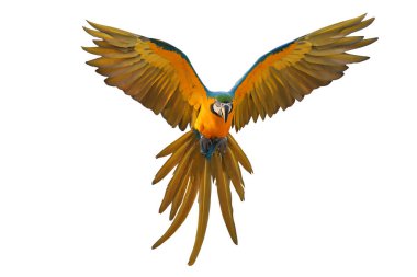 Renkli uçan Mavi ve Altın makav papağanı kırpma yolu ile beyaz arka planda izole.