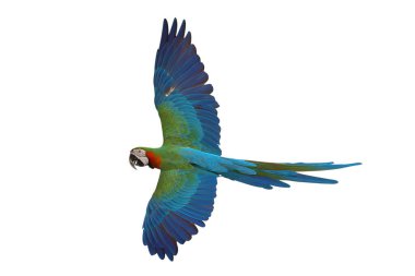 Renkli uçan Palyaço Macaw papağanı kırpma yolu ile beyaz arkaplanda izole edildi.