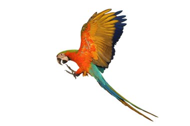 Renkli uçan Palyaço Macaw papağanı kırpma yolu ile beyaz arkaplanda izole edildi.