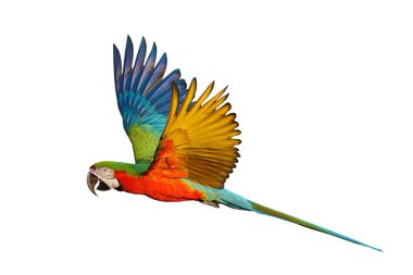 Renkli uçan Palyaço Macaw papağanı kırpma yolu ile beyaz arkaplanda izole edildi.