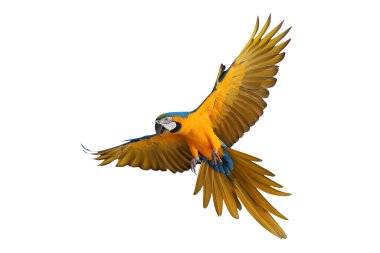 Renkli uçan Mavi ve Altın makav papağanı kırpma yolu ile beyaz arka planda izole.