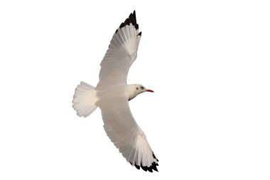 Güzel martı kırpma yolu ile beyaz zemin üzerinde yalıtılmış uçuyor.