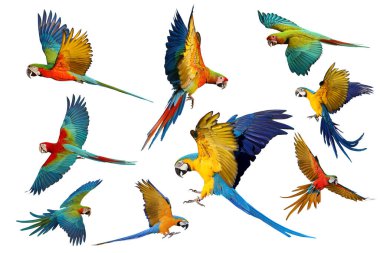 Beyaz arka planda izole edilmiş dokuz papağan kolajı.