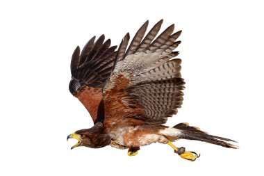 Güzel uçan Harris 'in şahini kesme yolu olan beyaz arka planda izole edilmiş..