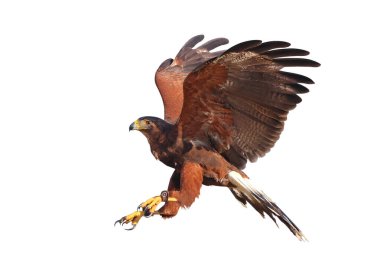 Güzel uçan Harris 'in şahini kesme yolu olan beyaz arka planda izole edilmiş..