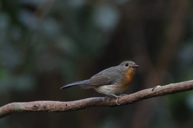 Güzel Hindiçin Mavisi sinekkapanı kuşu tropikal ormandaki bir dala tünemişti..