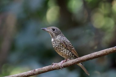 Tropikal ormanda bir dala tünemiş beyaz boğazlı kaya ardıç kuşu..