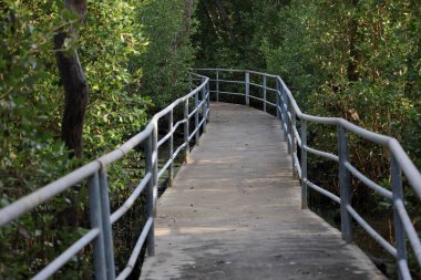 Mangrove orman keşfi yolunun tırabzanları ve güvenlik engelleri var..