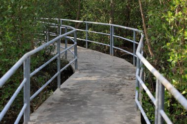 Mangrove orman keşfi yolunun tırabzanları ve güvenlik engelleri var..