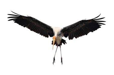 Güzel uçan Boyalı Leylek kırpma yolu ile beyaz arkaplanda izole edildi.