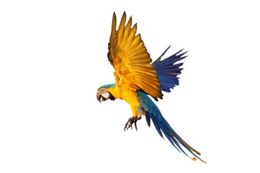 Güzel Mavi ve Altın Macaw Kanatlarını çırpma yolu ile beyaz arka planda izole ve sinek.