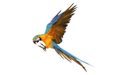 Güzel Mavi ve Altın Macaw Kanatlarını çırpma yolu ile beyaz arka planda izole ve sinek.