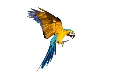 Güzel Mavi ve Altın Macaw Kanatlarını çırpma yolu ile beyaz arka planda izole ve sinek.