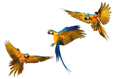 Collage of three macaw parrots isolated on white background.