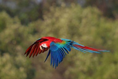 Parkta uçan renkli Ruby Macaw papağanı. Özgür uçan kuş