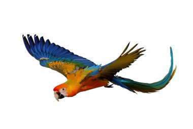 Uçan renkli Camelot papağanı beyaz arka planda kırpma yolu ile izole edilmiş..