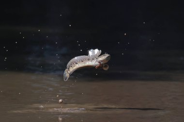 Bir çamur kaptanı mangrov ormanında çamur birikintisinden atlıyor..