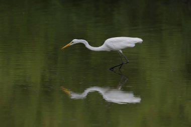 Büyük bir balıkçıl yiyecek arıyordu ve göldeki balığa dikkatle bakıyordu..
