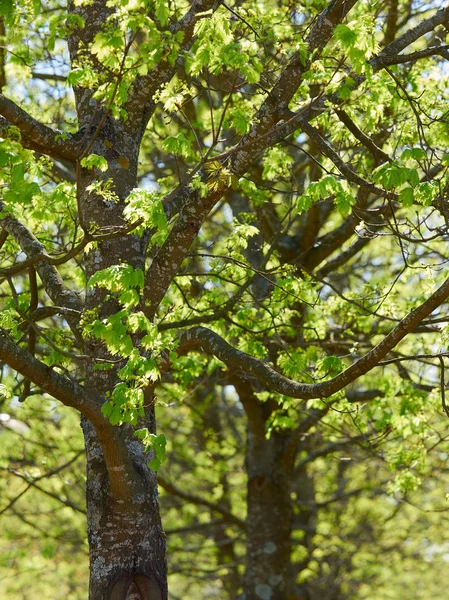 Alberi e foglie d'acero — Foto Stock