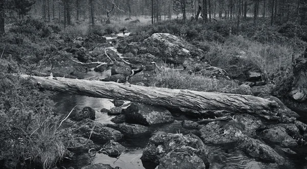 Crashed snag y río — Foto de Stock