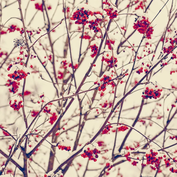 Rowan berries — Stock Photo, Image