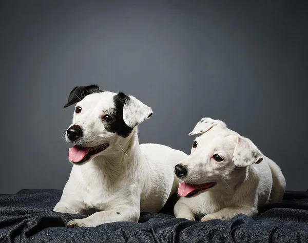 Jack Russell terrier cucciolo e femmina — Foto Stock