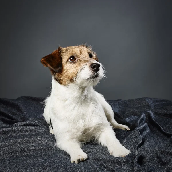 Jack Russell terrier fêmea — Fotografia de Stock