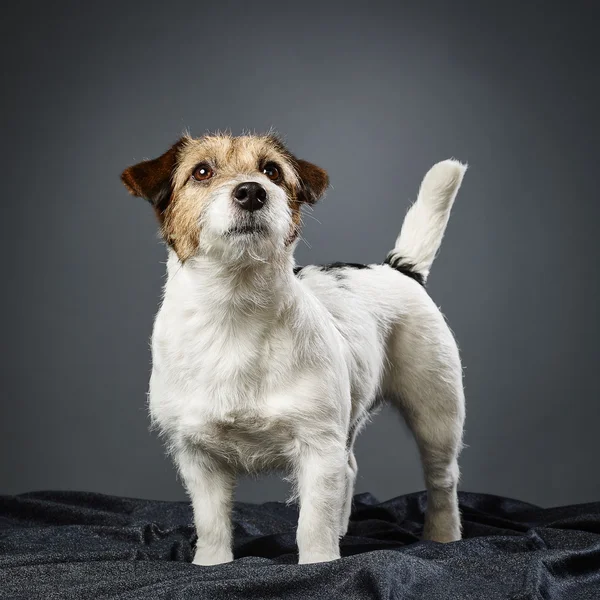 Jack Russell terrier kobieta — Zdjęcie stockowe