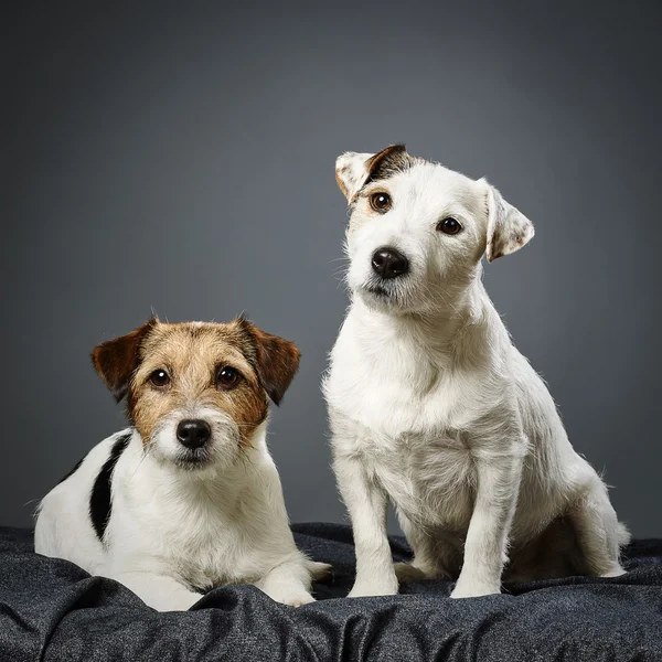 Jack Russell terrier hane och hona — Stockfoto